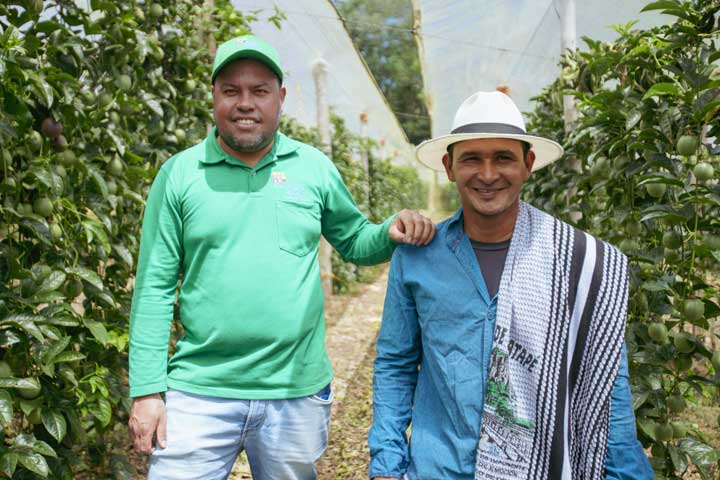 Asesor y agricultor encultivo de gulupa