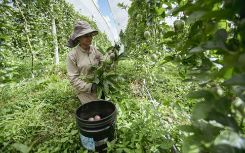 En prosagro export Cosechamos la fruta directamente de la planta