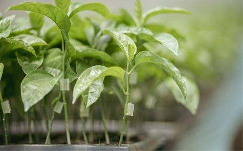 En prosagro realizamos Estudio de suelos y cultivo