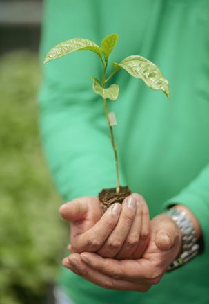 Las plantas de gulupa deben cultivarse en invernaderos