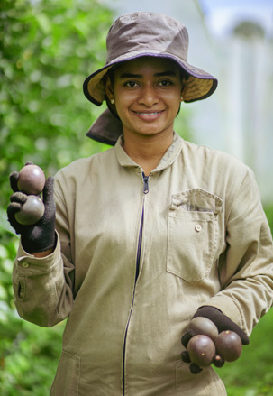 Recolectores de gulupa en el cultivo